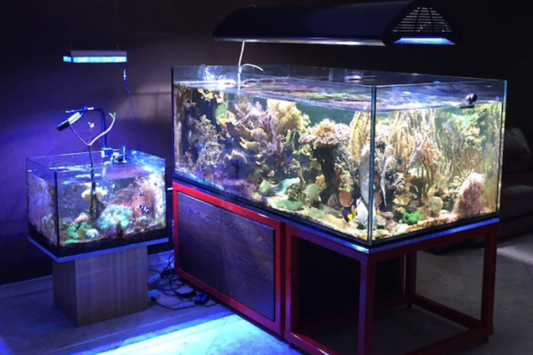 Aquarium modern dan canggih dengan sistem filtrasi ganda